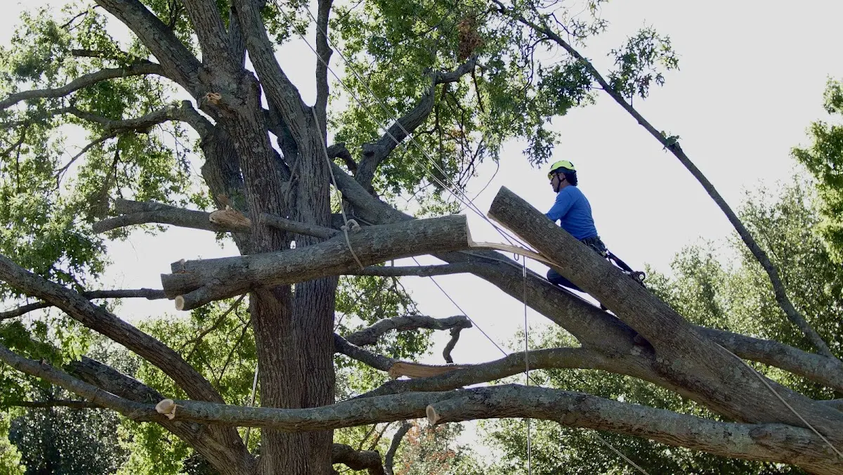 Professional Hazardous Tree Removal performed by certified arborists in Joffre